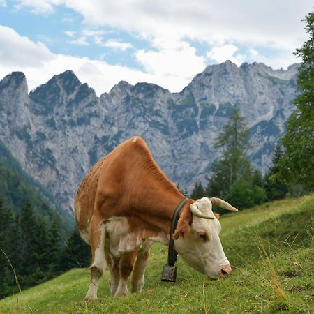 Tourist Farm Gradisnik Διαμέρισμα Solčava Εξωτερικό φωτογραφία