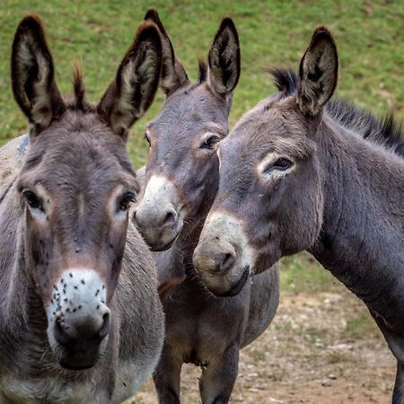 Tourist Farm Gradisnik Διαμέρισμα Solčava Εξωτερικό φωτογραφία