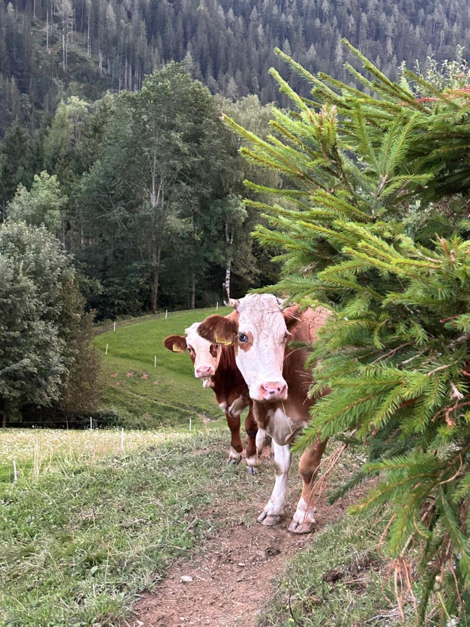Tourist Farm Gradisnik Διαμέρισμα Solčava Εξωτερικό φωτογραφία
