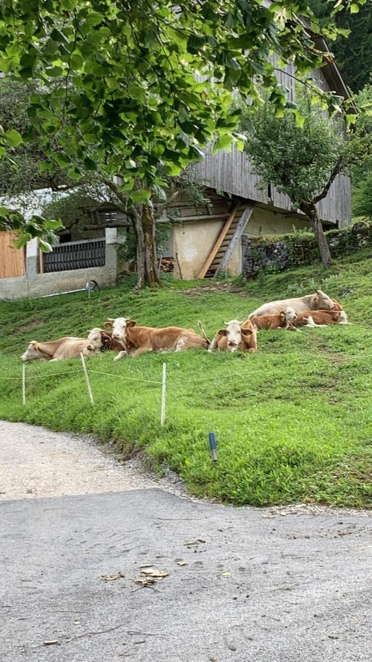 Tourist Farm Gradisnik Διαμέρισμα Solčava Εξωτερικό φωτογραφία