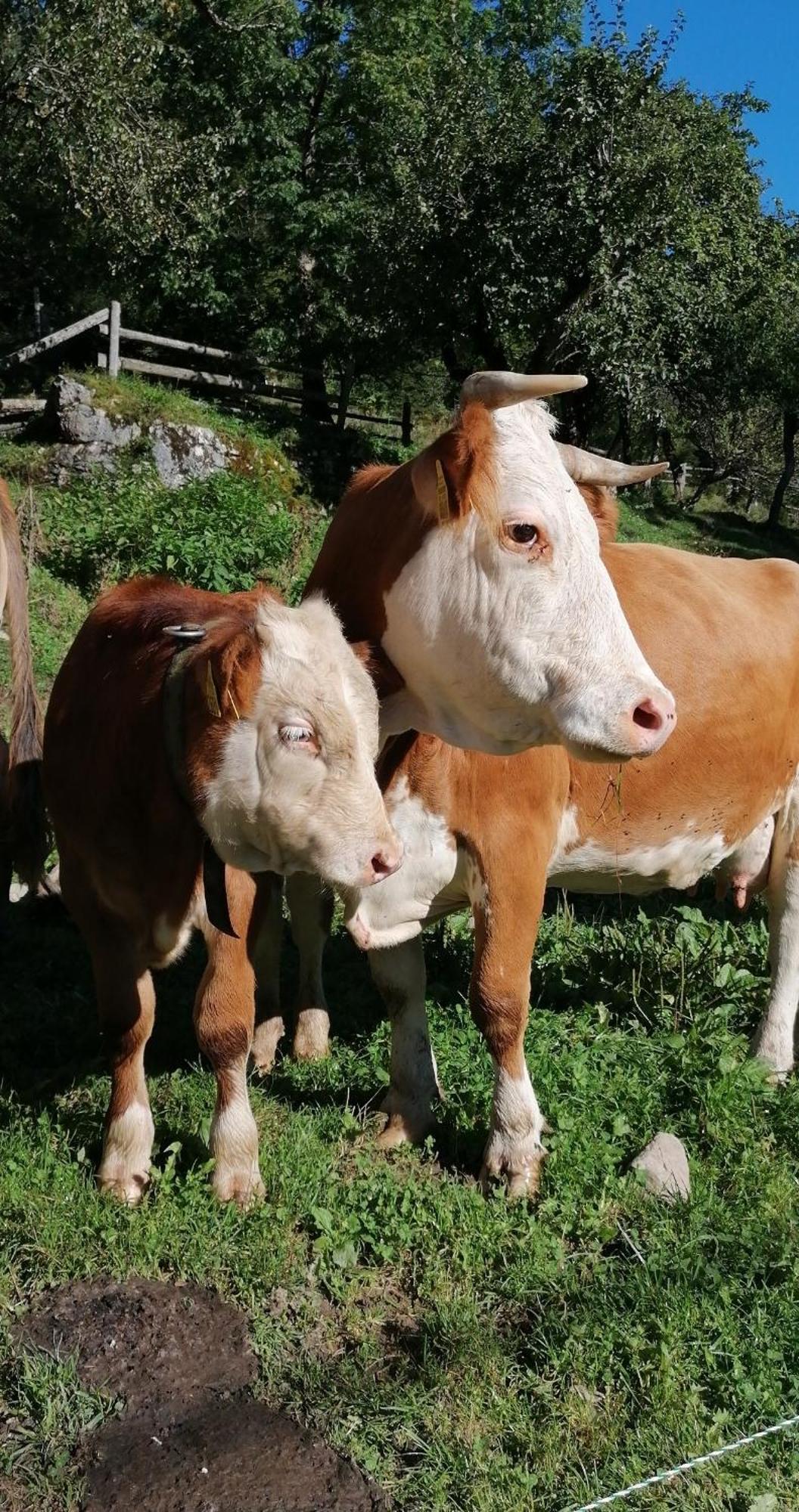 Tourist Farm Gradisnik Διαμέρισμα Solčava Εξωτερικό φωτογραφία